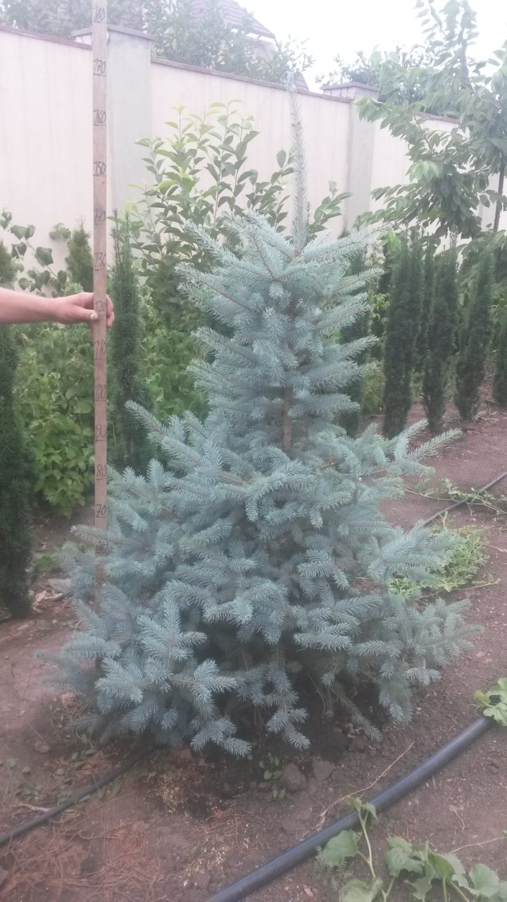Ели