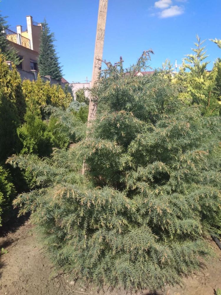 Криптомерия японская Элеганс 20-30/ Cryptomeria japonica Elegans