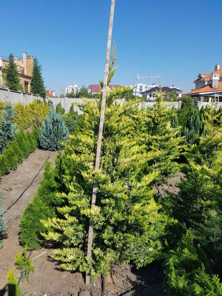 Купресоципарис Лейланди Голд райдер