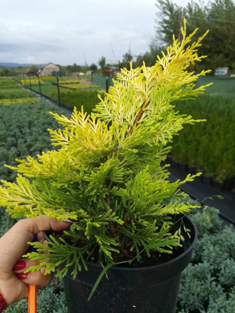 Кипарисовик Лейланда Голд Ридер (Купрессоципарис) 30-40см / Cupressocyparis leylandii Gold Rider