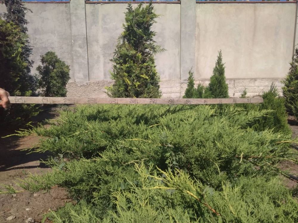 Можжевельник средний Олд Голд 100-150см/ Juniperus pfitzeriana Old Gold