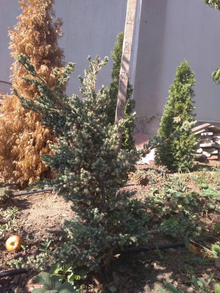 Можжевельник чешуйчатый Мейери Компакта 80-100см / Juniperus squamata Meyeri Compacta