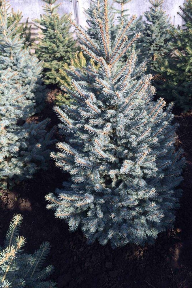 Ель колючая голубая Глаука Маджестик Блю 150 см / Picea pungens Glauca Majestic Blue