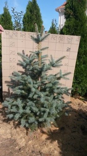 Ель канадская 