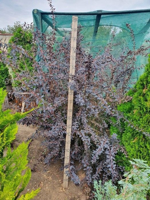 Барбарис тунберга Арлекин / Berberis thunbergii Harlequin