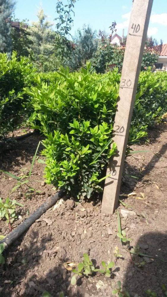 Самшит вечнозелёный форма шар от 20 до 80см./ Buxus sempervirens