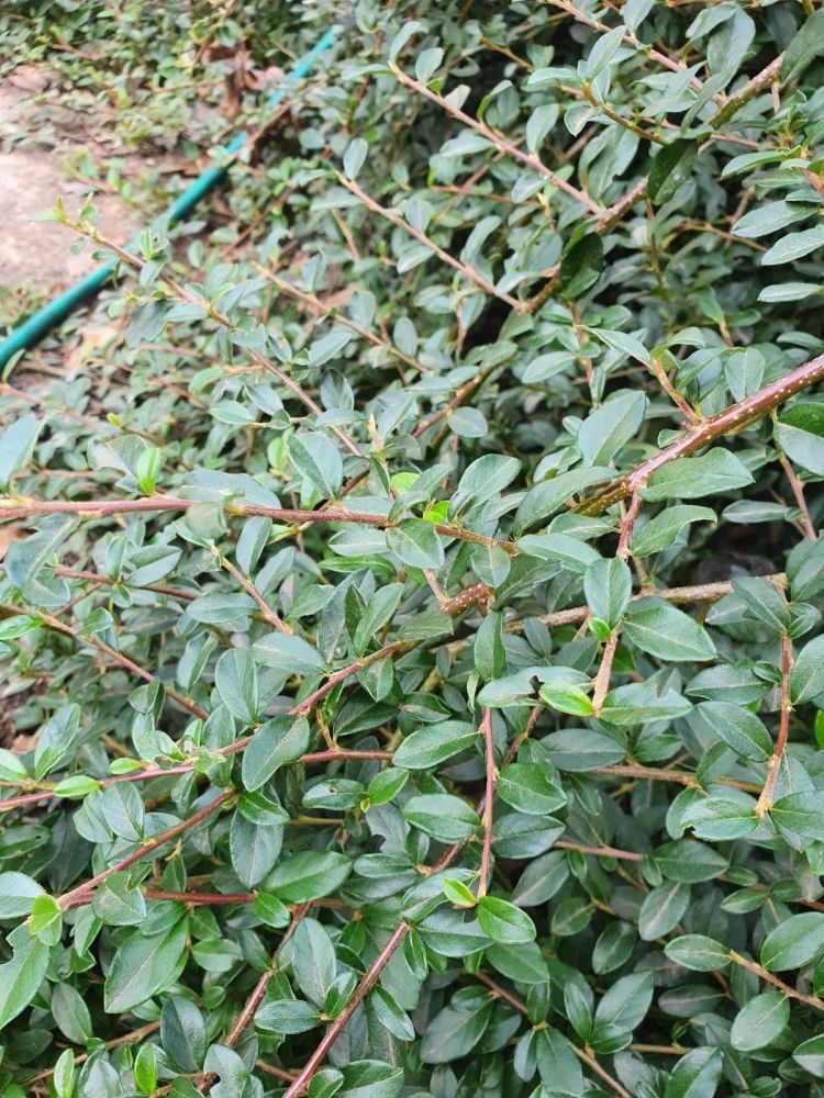 Кизильник горизонтальный 100-150см/ Cotoneaster horizontalis Variegatus