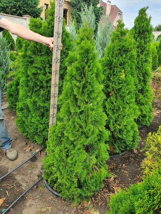 Туя западная Смарагд 140-160 см / Thuja occidentalis