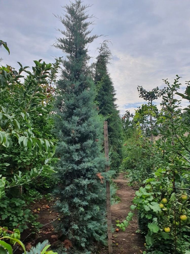 Кипарис аризонский 350 см/ Cupressus