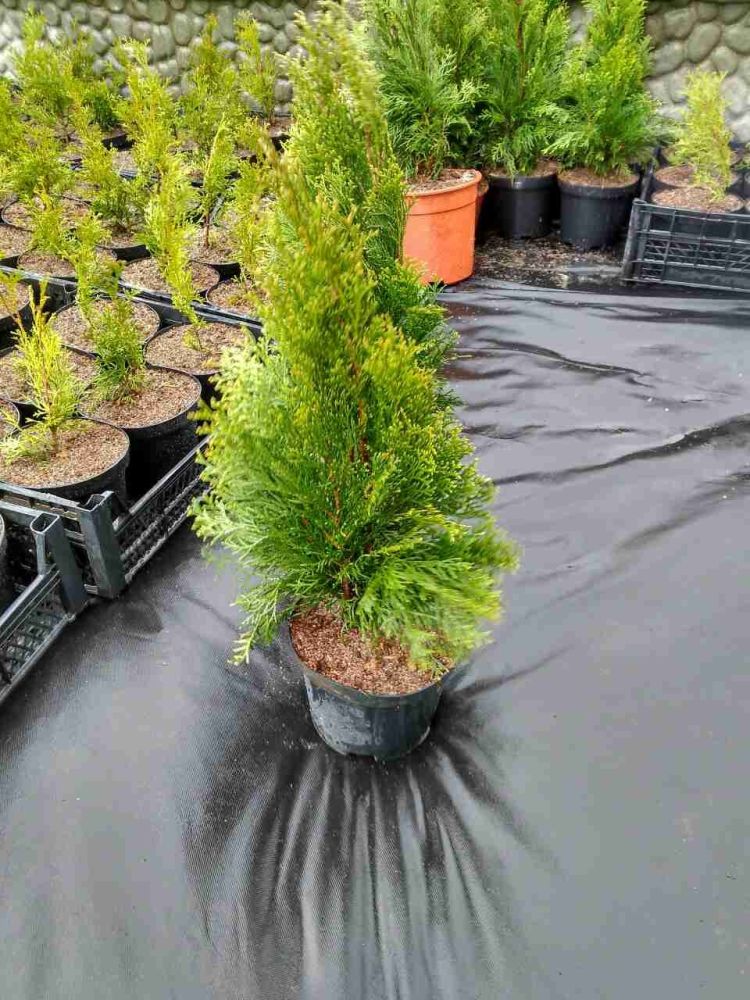 Туя западная Смарагд 70-80 см / Thuja occidentalis Smaragd  