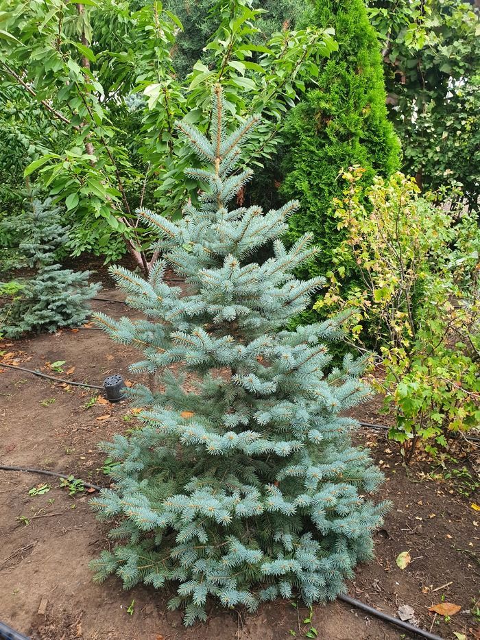 Ель колючая голубая Кейбаб / Picea pungens Glauca Kaibab