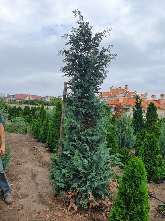 Кипарисовик Лавсона Колумнарис 250см / Chamaecyparis lawsoniana Columnaris