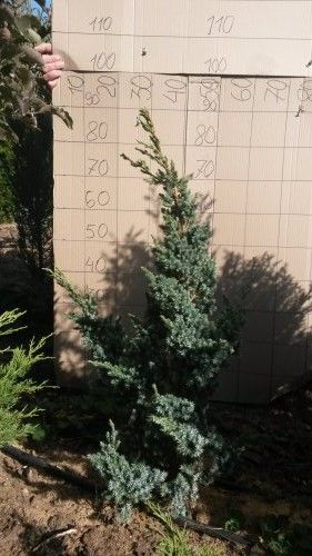 Можжевельник китайский Блю альпс 80-120см/Juniperus chinensis Blue Alps