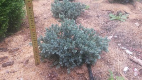 Можжевельник чешуйчатый Блю Стар / Juniperus squamata Blue Star