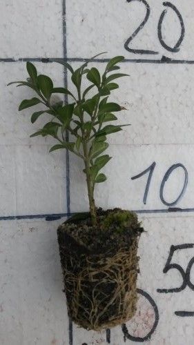 Самшит вечнозелёный 10см - укорененные черенки голый корень  /Buxus sempervirens 