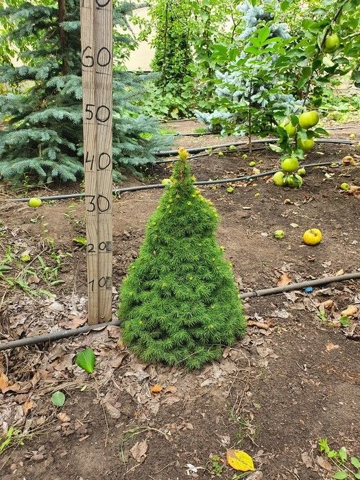 Ель канадская (сизая, белая) Коника/ Picea glauca Conica