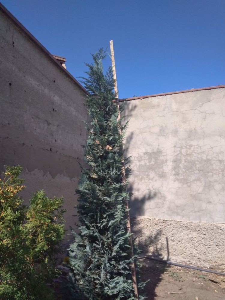 Кипарисовик Лавсона Алюми 250-300 см /Chamaecyparis lawsoniana Stardust