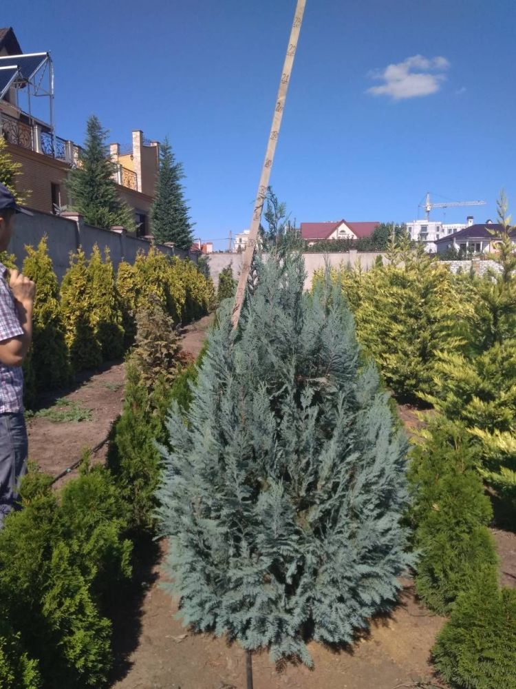 Кипарисовик лавсона Пельтс Блю 140-160см. / Ван Пельтс Блю / Chamaecyparis lawsoniana Pelts Blue / Van Pelts Blue. 