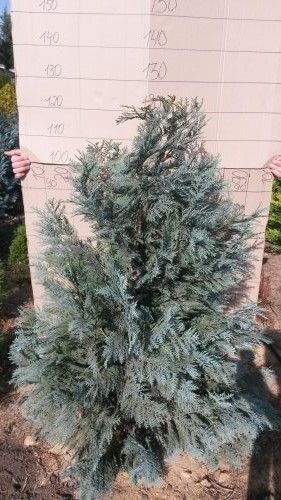 Кипарисовик лавсона Пельтс Блю / Ван Пельтс Блю/Chamaecyparis lawsoniana Pelt's Blue / Van Pelts Blue 