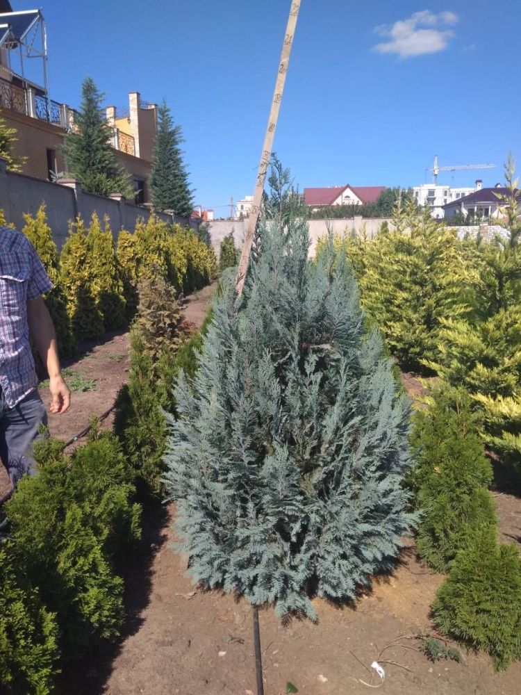 Кипарисовик Лавсона Ван пельтс блю 120-140см. /Chamaecyparis lawsoniana Yellow Transparent