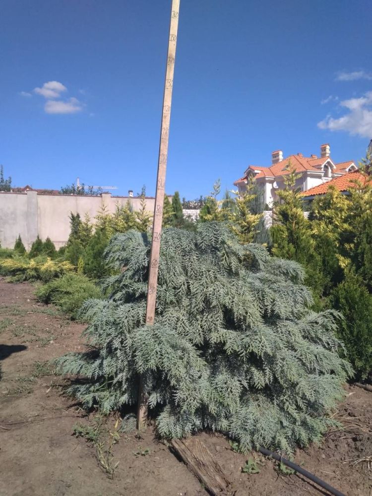 Кипарисовик лавсона Сильвер Глобус - 80см  / Chamaecyparis lawsoniana Silver Globus.  