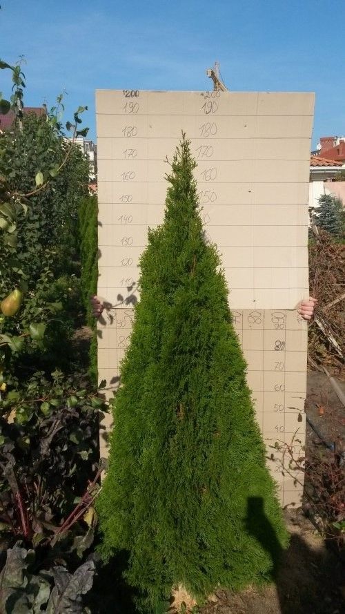 Туя западная Смарагд 180-200 см / Thuja occidentalis Smaragd            