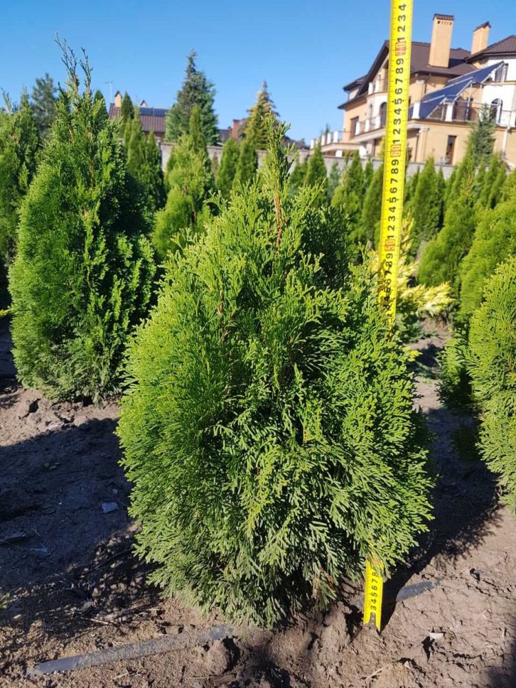 Туя западная Смарагд/Thuja occidentalis Smaragd - 50-60см возраст 4г. 